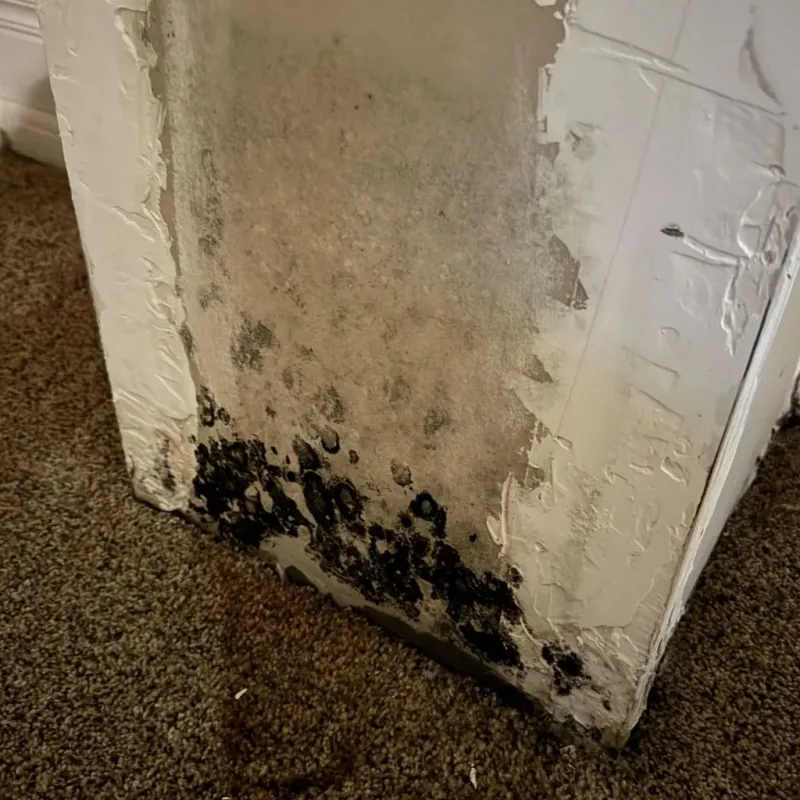 Professional Mold Removal in Oologah, OK